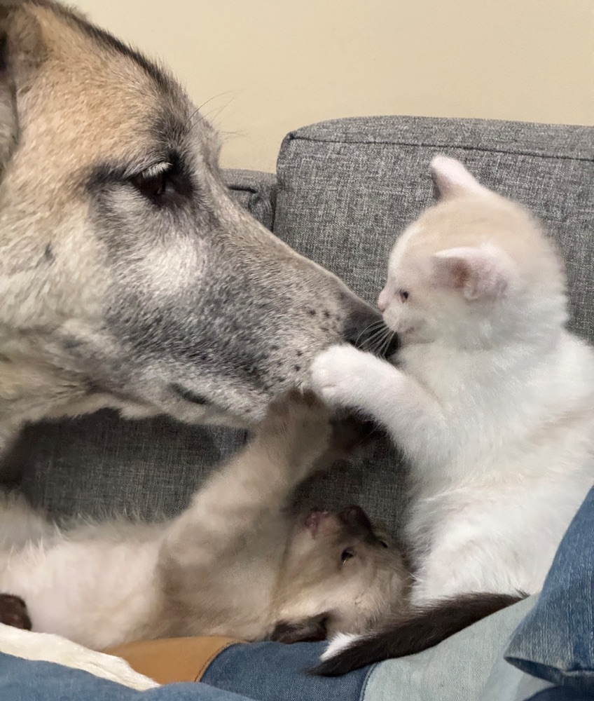 cats and dogs playing