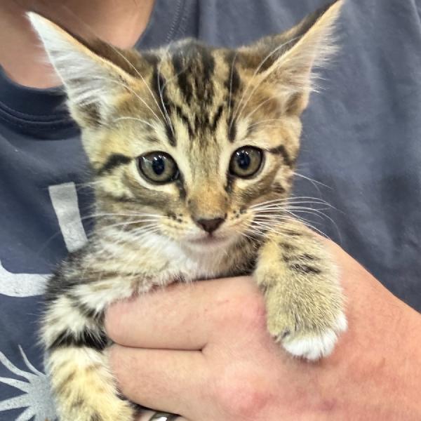 kit-kat-2.jpg