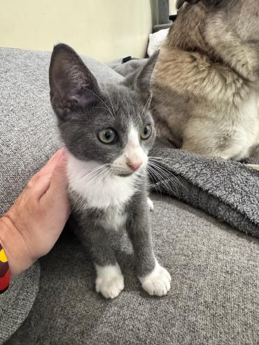 mochi-1.jpg
