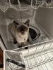 zuko-dishwasher.jpg