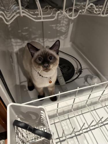 zuko-dishwasher.jpg