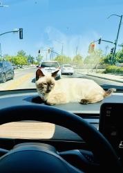 zuko-driving.jpg